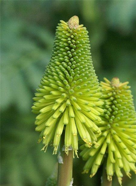 火炬花的冬季养护要点 火炬花的冬季养护要点