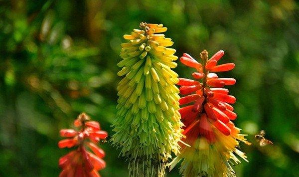 火炬花的四季养护方法 火炬花的四季养护方法
