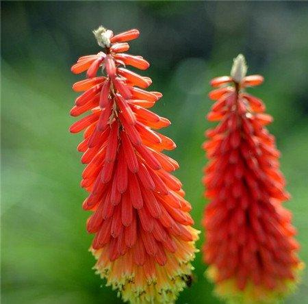 火炬花的夏季养护要点 火炬花的夏季养护要点