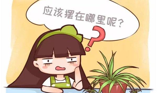 养了几十年花，位置没放对，白瞎了