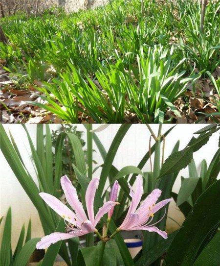 换锦花和鹿葱叶片对比