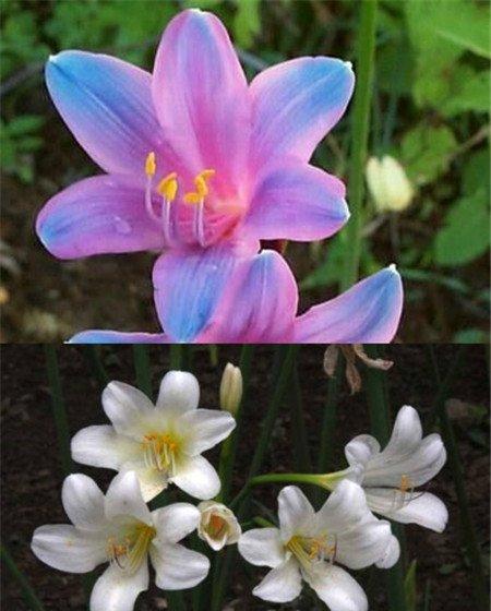 换锦花和鹿葱花朵对比