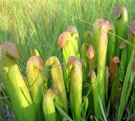 小瓶子草
