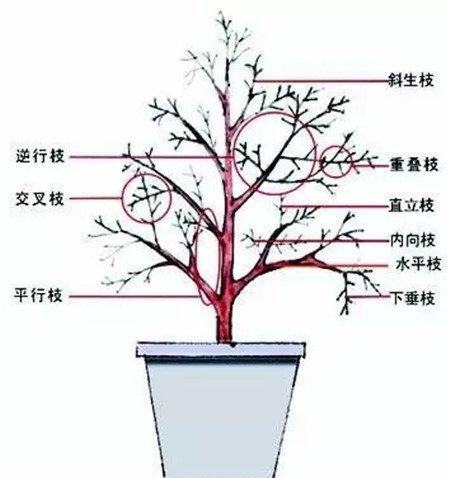没有修剪 没有修剪