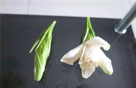 掉苞怎么办 掉苞怎么办