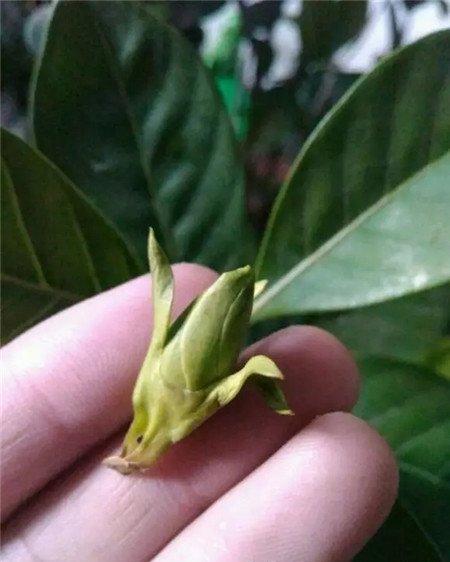 掉苞 掉苞