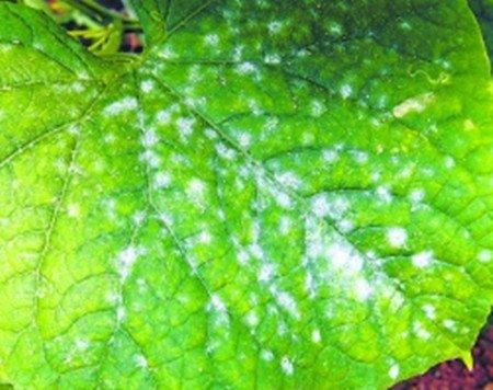 鹅莓白粉病