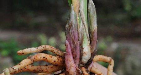 瓶子草红蜘蛛