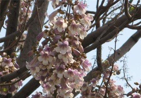泡桐的光照与温度