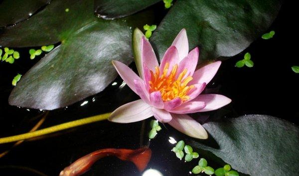 家里养碗莲，鱼在花下游，简直美翻了