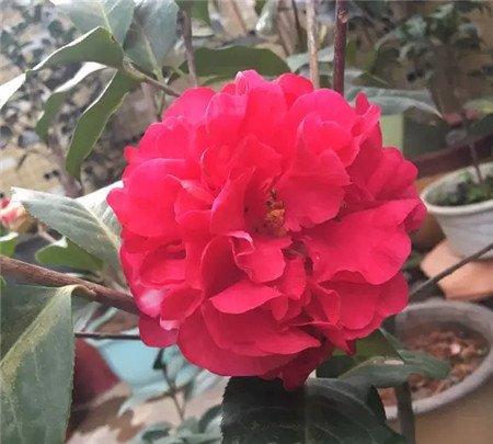 不开花原因:湿度不对 不开花原因:湿度不对