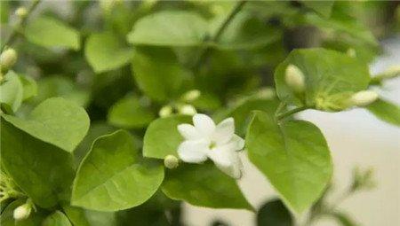 不开花原因:光照不足 不开花原因:光照不足