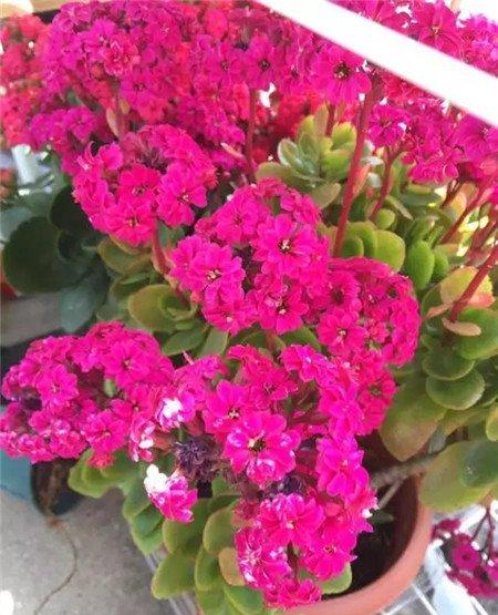 长寿花 长寿花