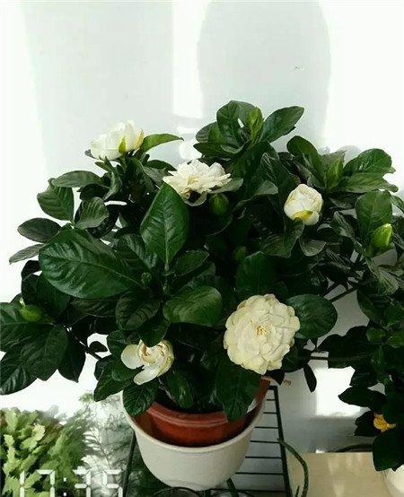 不开花原因:土壤不适合 不开花原因:土壤不适合