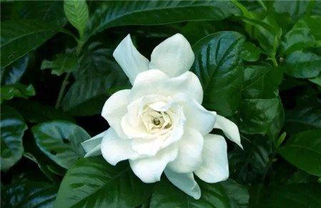 栀子花 栀子花