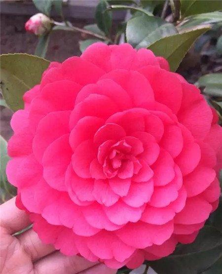 茶花 茶花