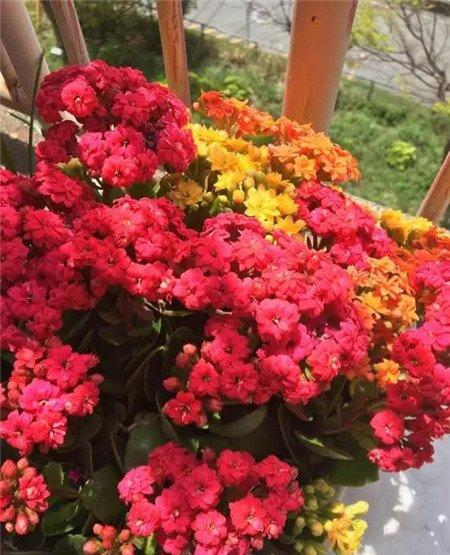 不开花原因:光照不对 不开花原因:光照不对