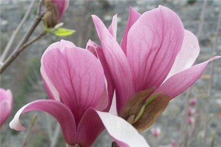 紫玉兰的虫害防治