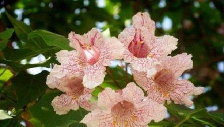 楸树花