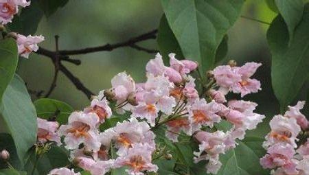 楸树花