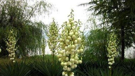 凤尾兰花 凤尾兰花