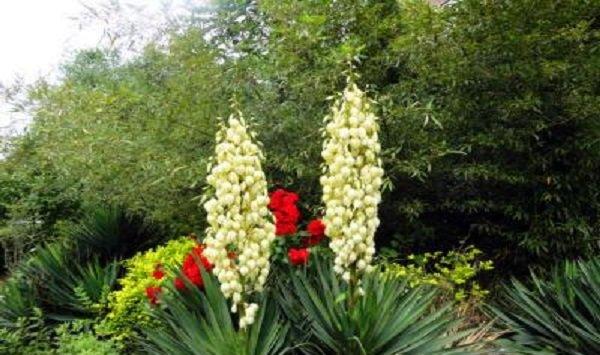 凤尾兰的养殖方法和注意事项 凤尾兰的养殖方法和注意事项