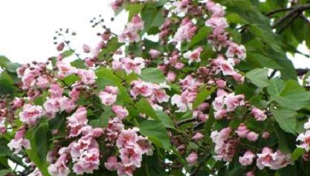 楸树及花