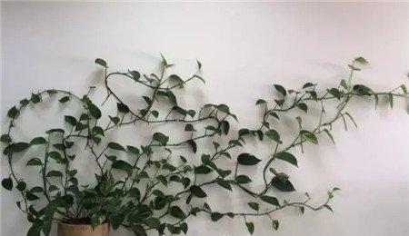 爬满墙 爬满墙