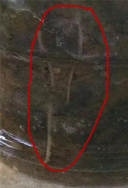 生根 生根