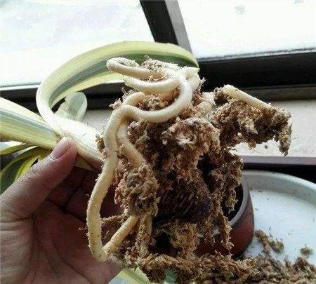 长根 长根