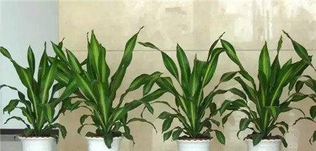 巴西木