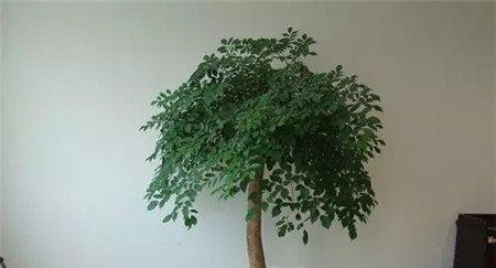 幸福树