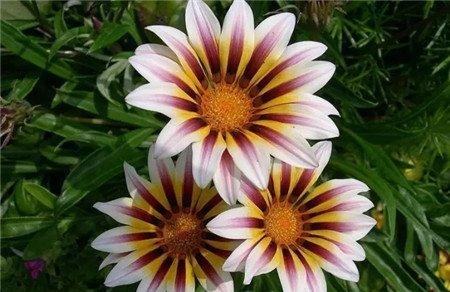 勋章菊