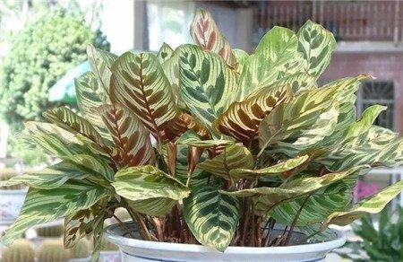 孔雀竹芋