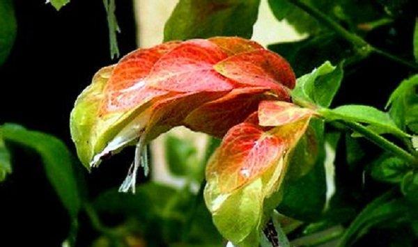 虾衣花有哪些作用 虾衣花有哪些作用