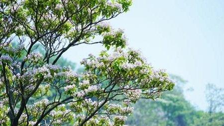 楸树