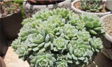 静夜的蜕变 静夜的蜕变