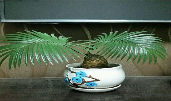 苏铁有哪些品种
