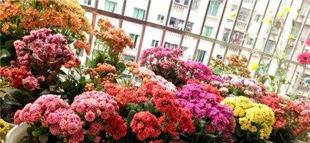 长寿花 长寿花