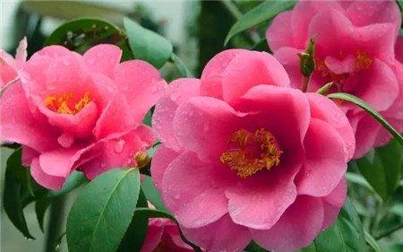 山茶花