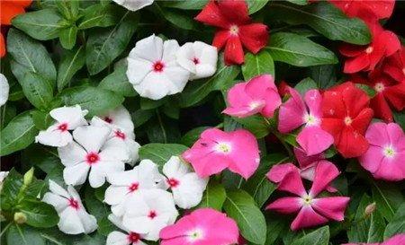 长春花