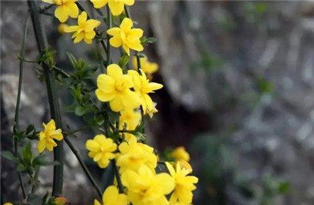 迎春花