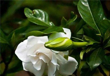 栀子花