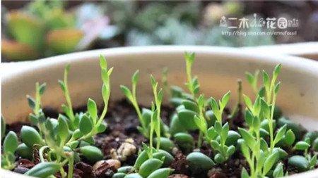 继续发芽