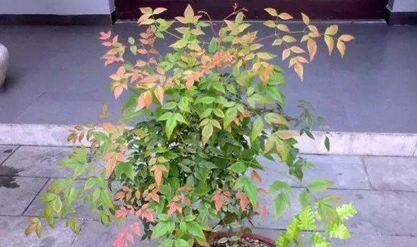 不会养花的人，那就养棵树吧，1个月都不用管