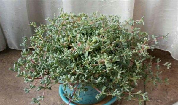 白凤菊的繁殖方法