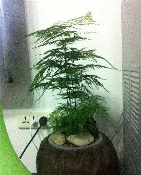 文竹养护 文竹养护