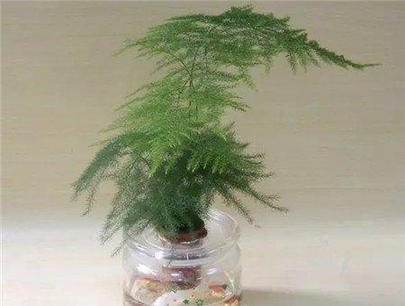 文竹水培 文竹水培
