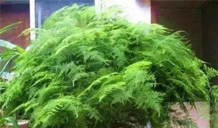 文竹的生长 文竹的生长