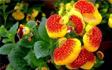 荷包花